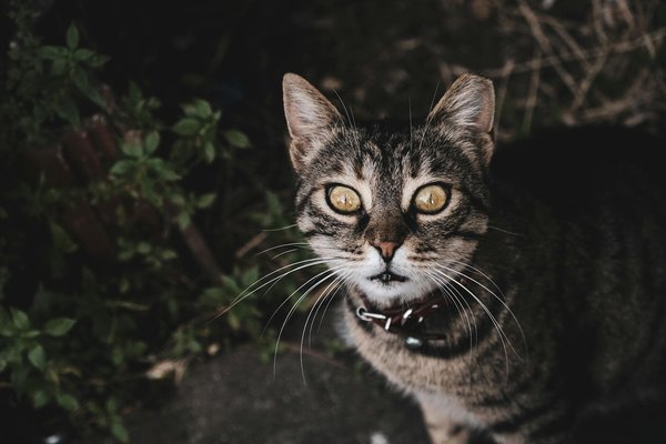 Welche Strategien gibt es, um bei einem ängstlichen Hund Selbstvertrauen aufzubauen?